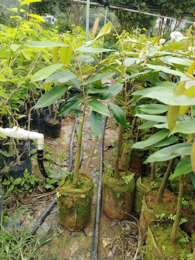 榴莲果树苗，嫁接苗，带营养杯带土带叶发货的