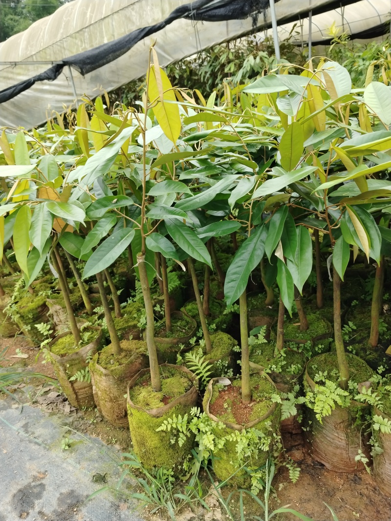 榴莲果树苗，嫁接苗，带营养杯带土带叶发货的