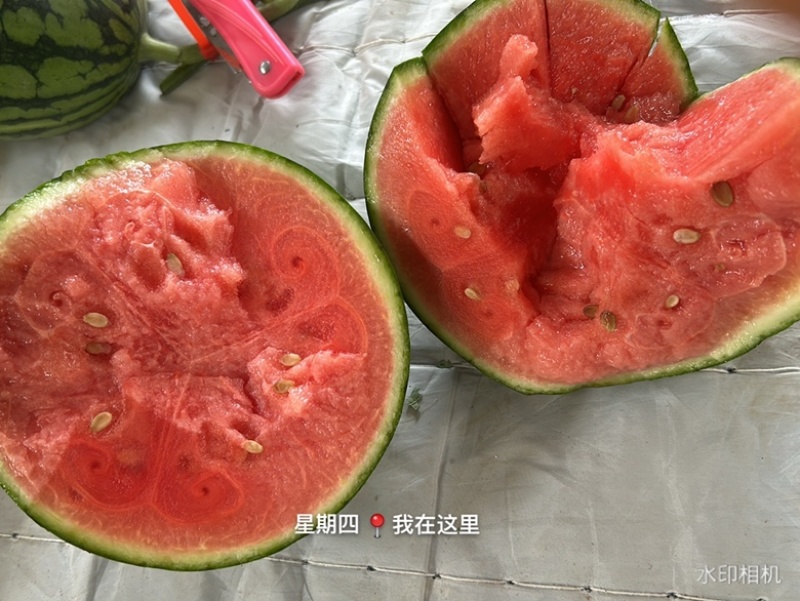 冰糖子，小糖丸西瓜大量上市2k对接大量有货