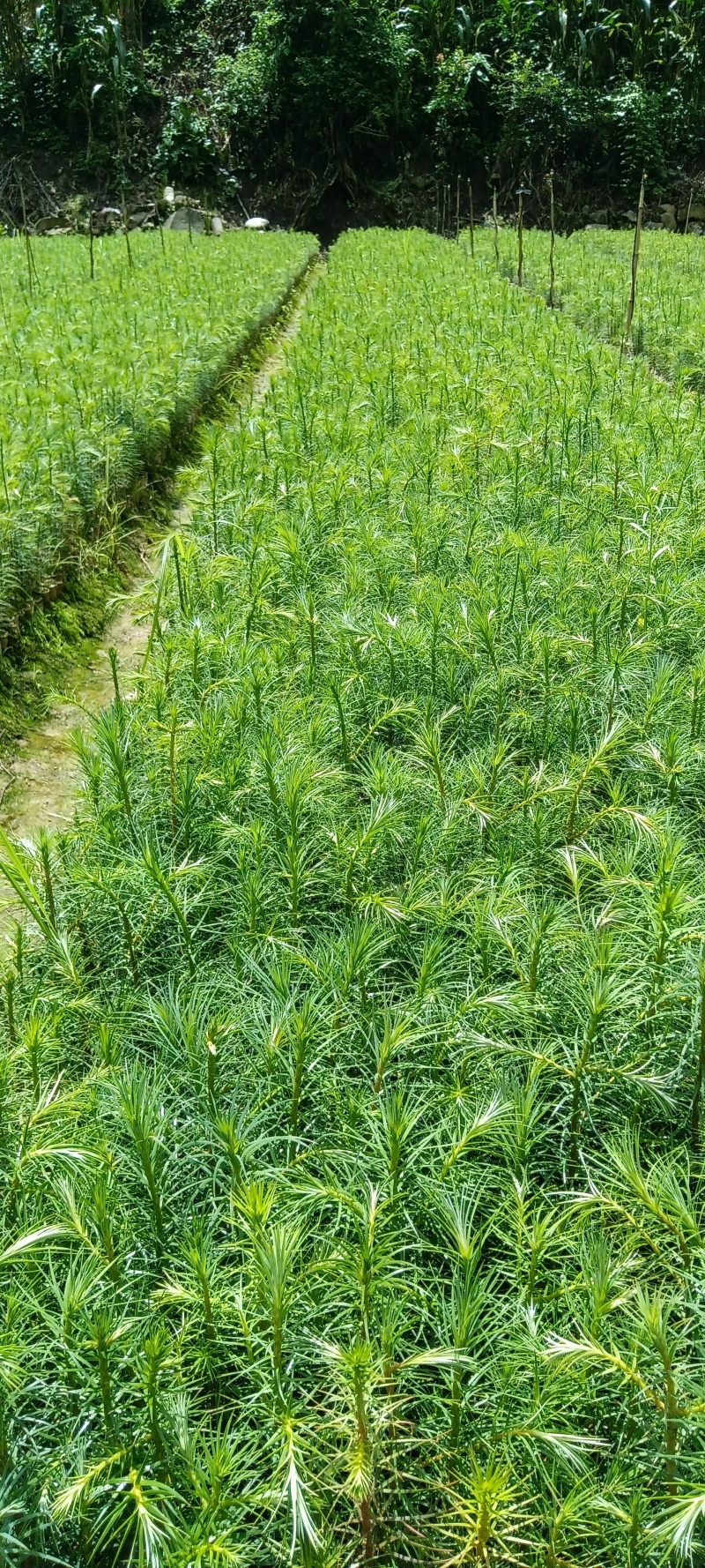 杉树苗