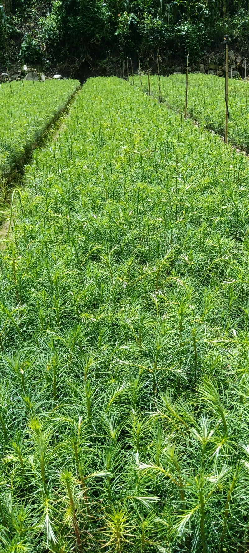 杉树苗