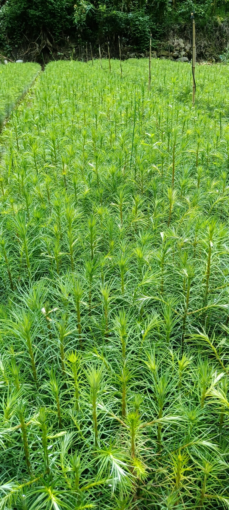 杉树苗