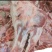 猪头肉批发