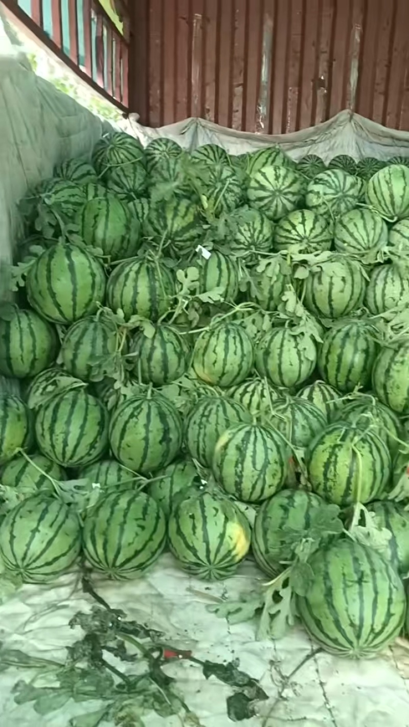 直生苗无籽西瓜大量接单产地直发欢迎来电咨询合作