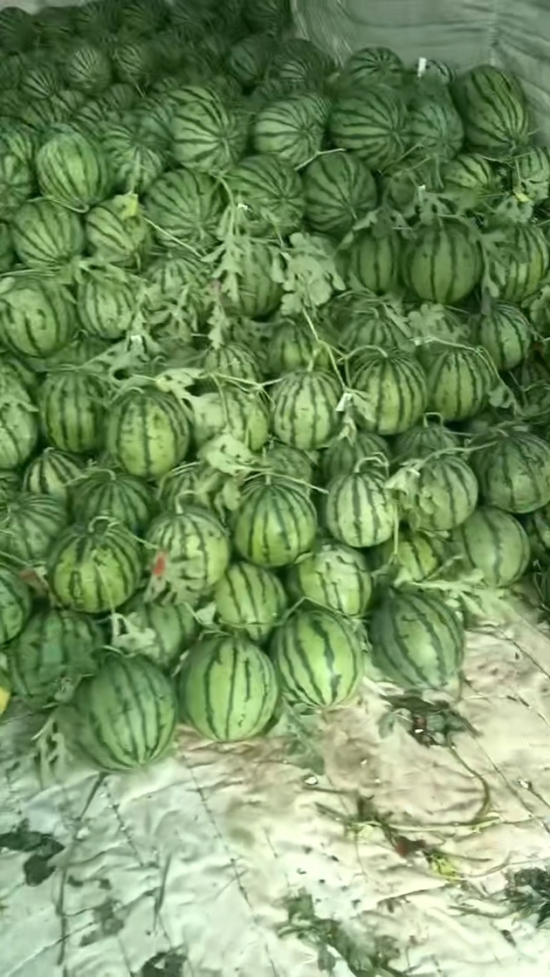 直生苗无籽西瓜大量接单产地直发欢迎来电咨询合作