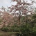 2604花场供应全冠花旗木15-20cm泰国樱花
