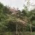 2604花场供应全冠花旗木15-20cm泰国樱花