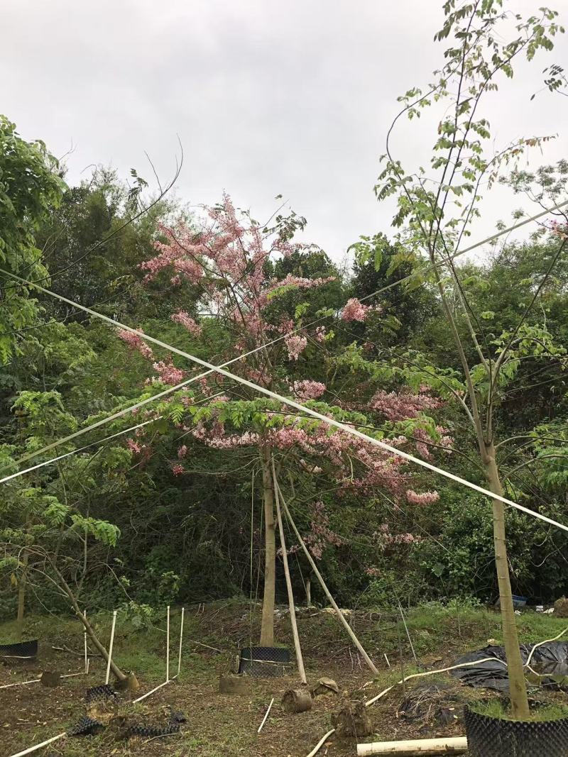 2604花场供应全冠花旗木15-20cm泰国樱花
