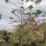 2604花场供应全冠花旗木15-20cm泰国樱花
