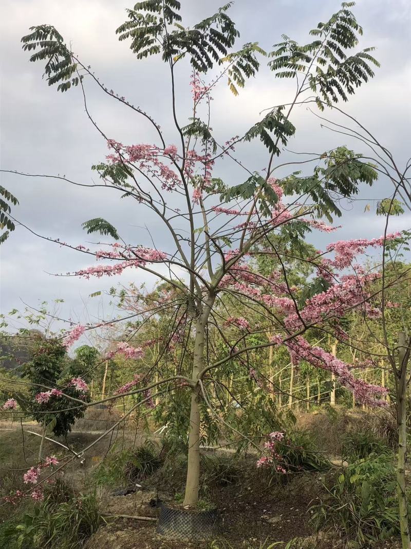 2604花场供应全冠花旗木15-20cm泰国樱花