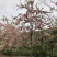 2604花场供应全冠花旗木15-20cm泰国樱花