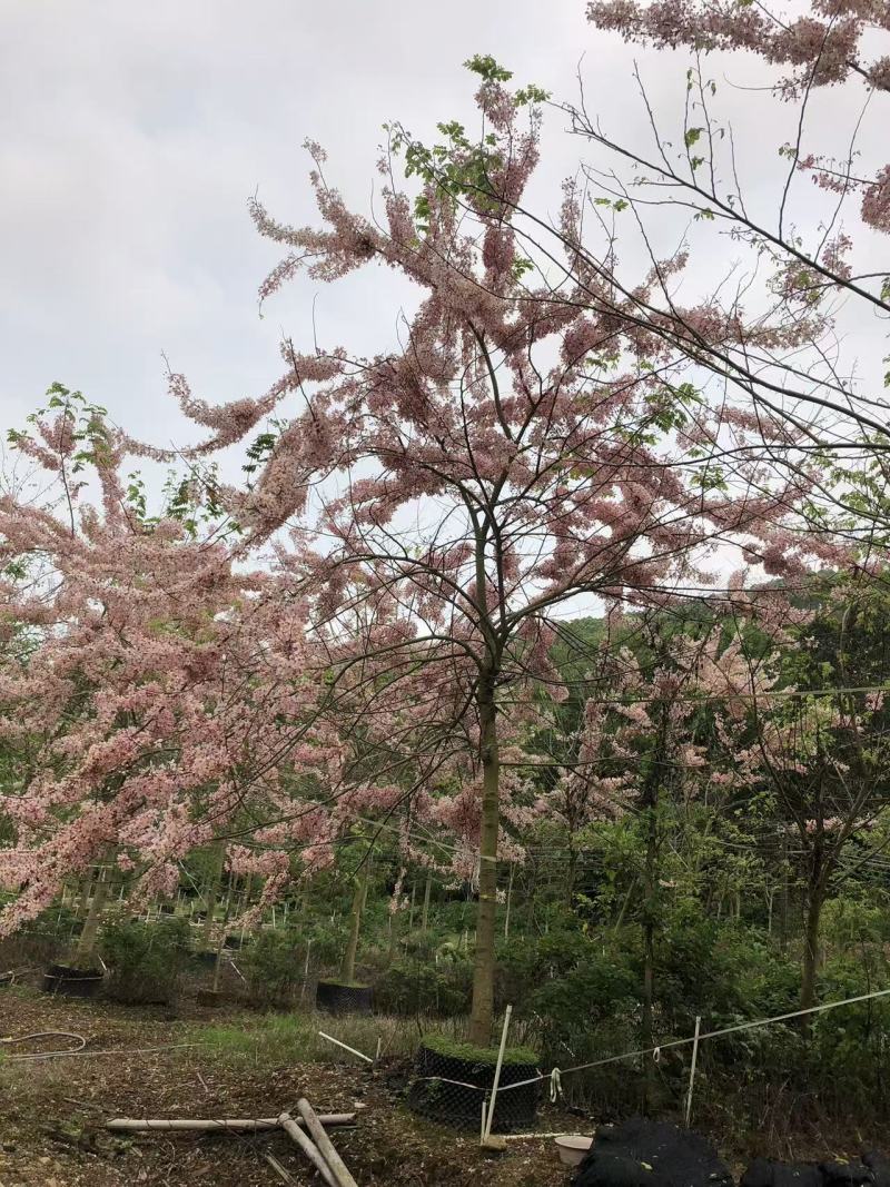2604花场供应全冠花旗木15-20cm泰国樱花