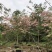 2604花场供应全冠花旗木15-20cm泰国樱花