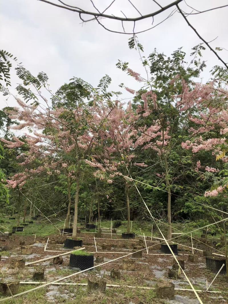 2604花场供应全冠花旗木15-20cm泰国樱花