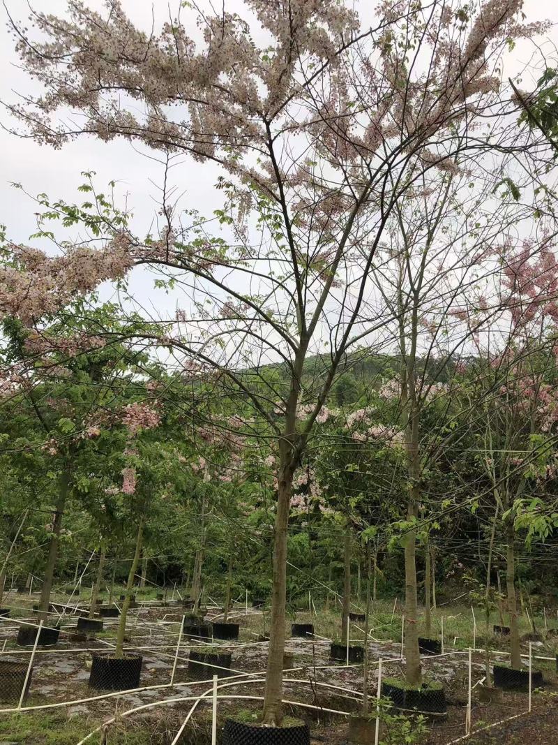 2604花场供应全冠花旗木15-20cm泰国樱花