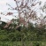 2604花场供应全冠花旗木15-20cm泰国樱花