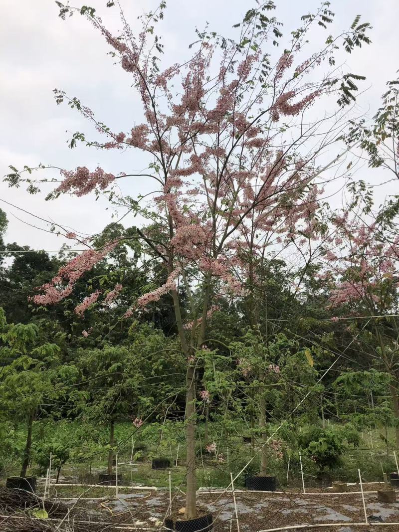 2604花场供应全冠花旗木15-20cm泰国樱花