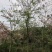 2604花场供应全冠花旗木15-20cm泰国樱花