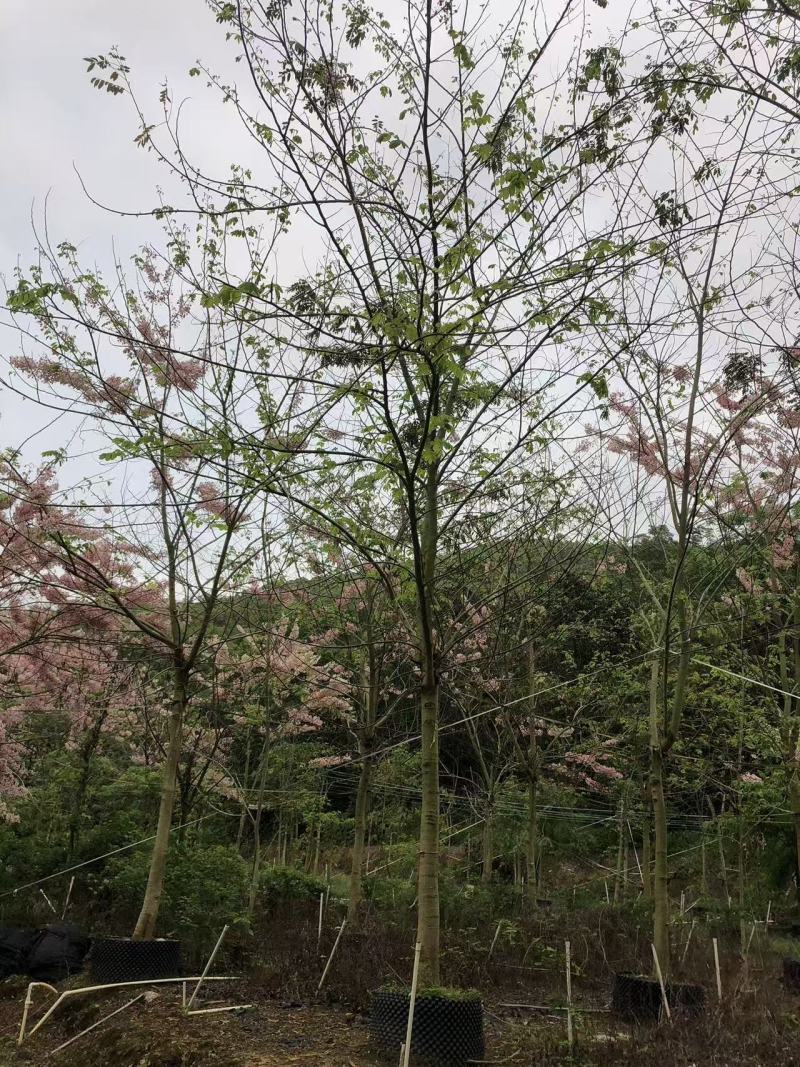2604花场供应全冠花旗木15-20cm泰国樱花