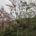 2604花场供应全冠花旗木15-20cm泰国樱花