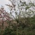 2604花场供应全冠花旗木15-20cm泰国樱花