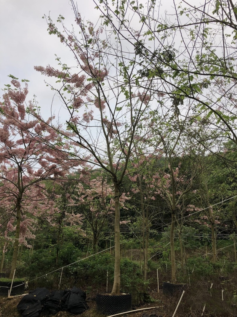 2604花场供应全冠花旗木15-20cm泰国樱花