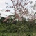 2604花场供应全冠花旗木15-20cm泰国樱花