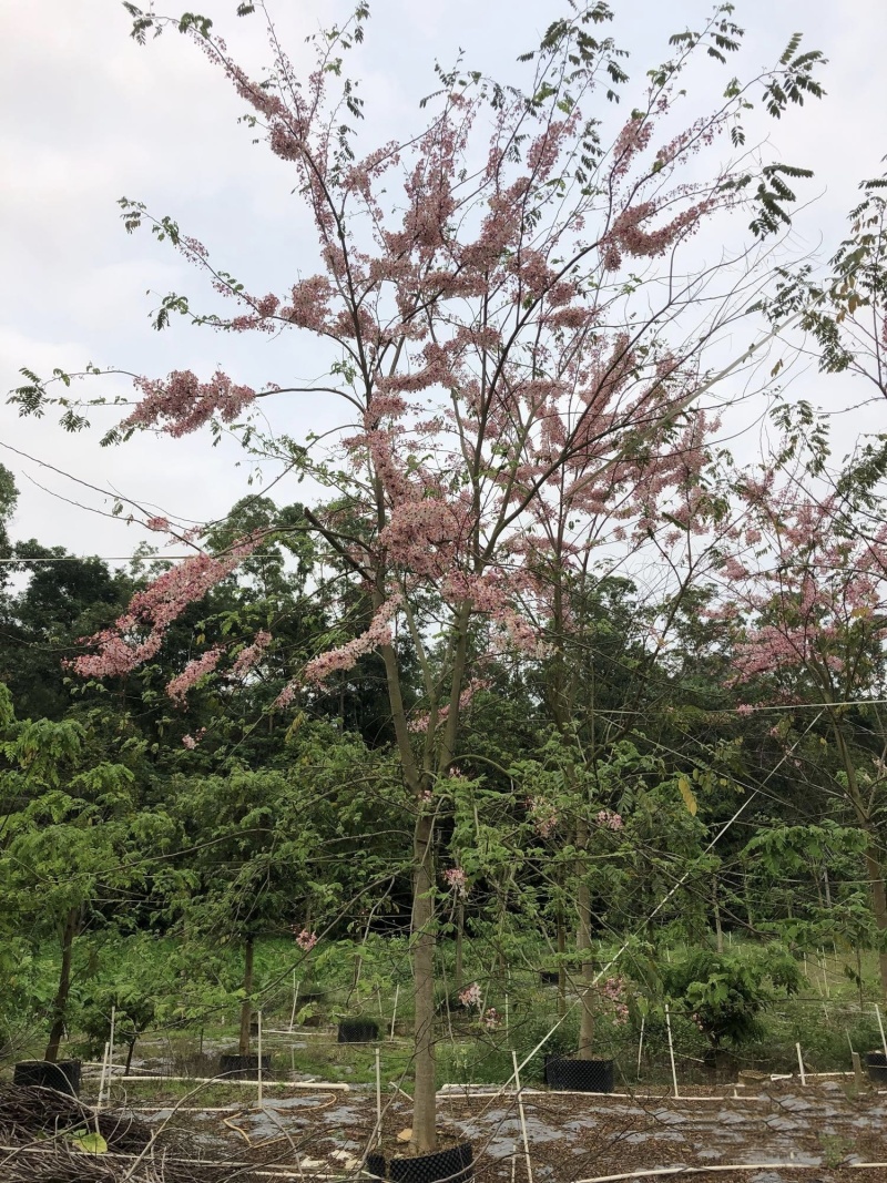 2604花场供应全冠花旗木15-20cm泰国樱花