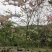 2604花场供应全冠花旗木15-20cm泰国樱花