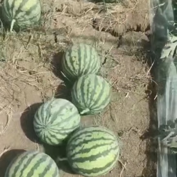 精品无籽嘉年华五号西瓜大量接单产地直发量大从优欢迎来电