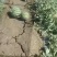 精品无籽嘉年华五号西瓜大量接单产地直发量大从优欢迎来电