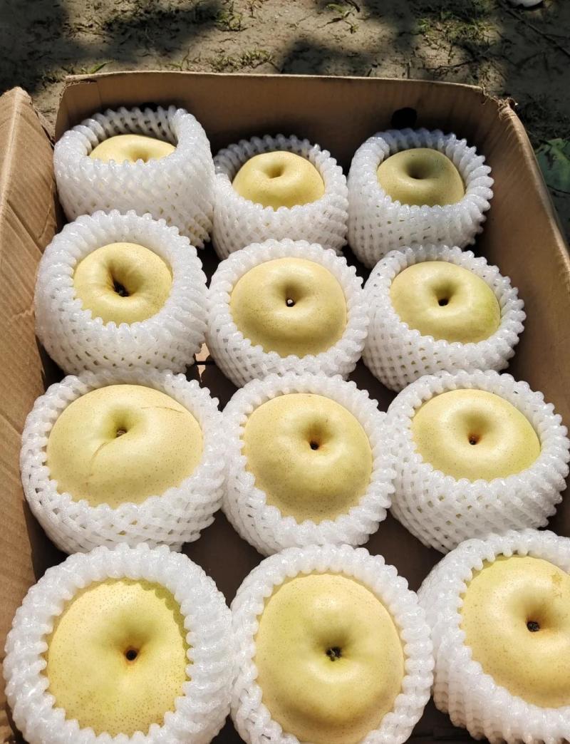 【精品】皇冠梨大量上市，价格合理，品质保证，量大从优！