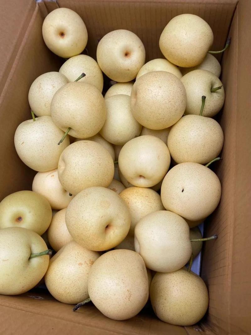 【精品】皇冠梨大量上市，价格合理，品质保证，量大从优！