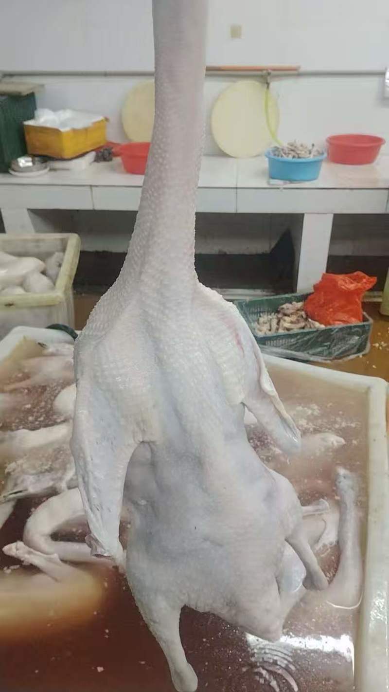 广东佛山黑棕鹅