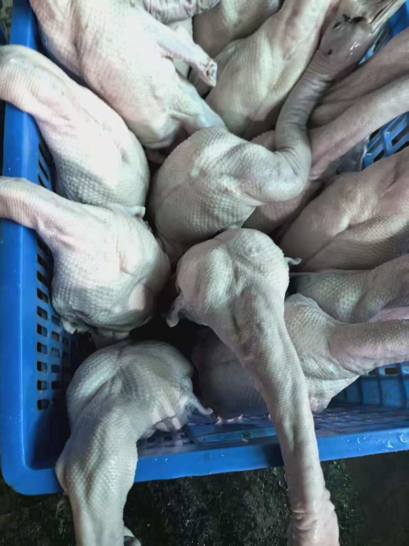 广东佛山黑棕鹅