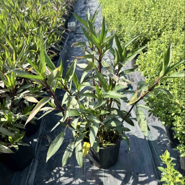 浙江嘉善2加仑翠芦莉露天种植品质保证