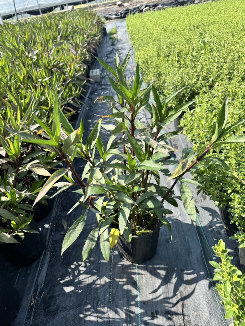浙江嘉善2加仑翠芦莉露天种植品质保证