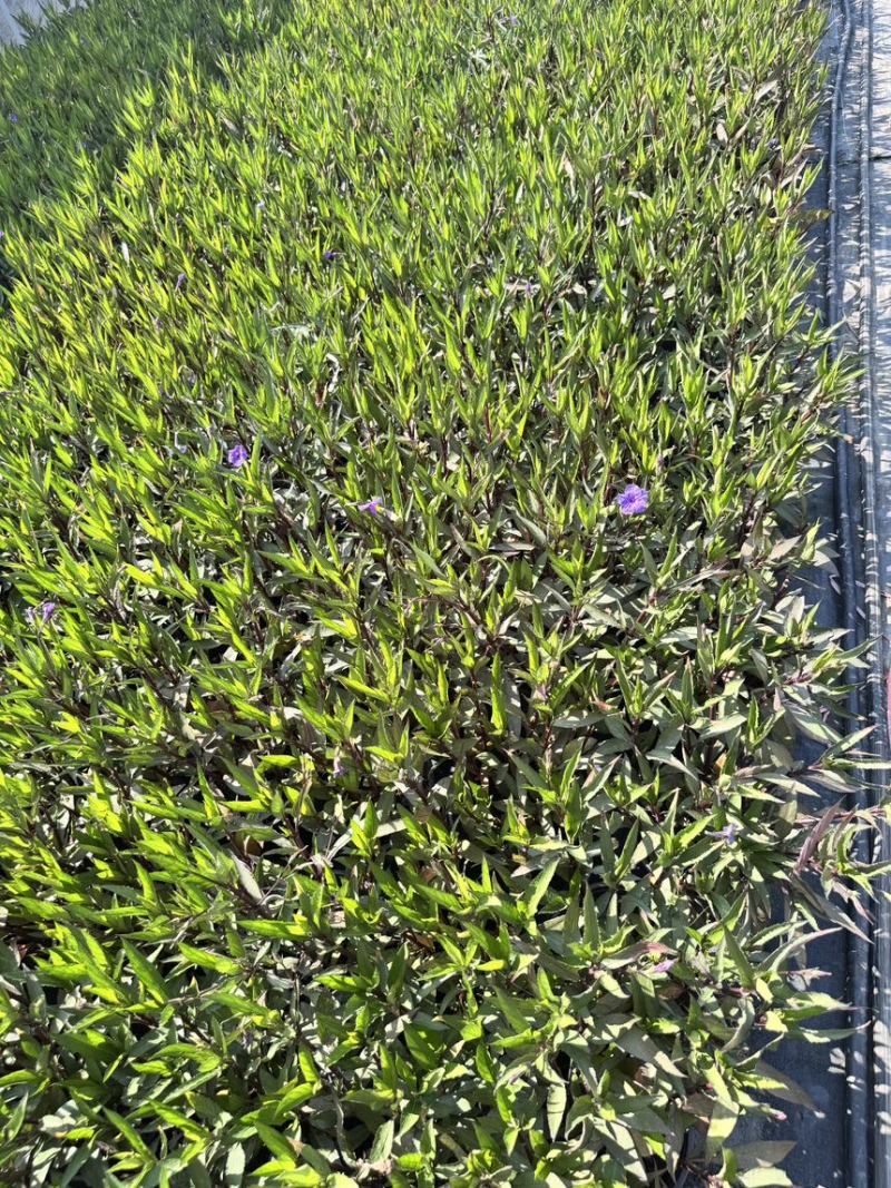 浙江嘉善2加仑翠芦莉露天种植品质保证