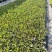 浙江嘉善2加仑翠芦莉露天种植品质保证