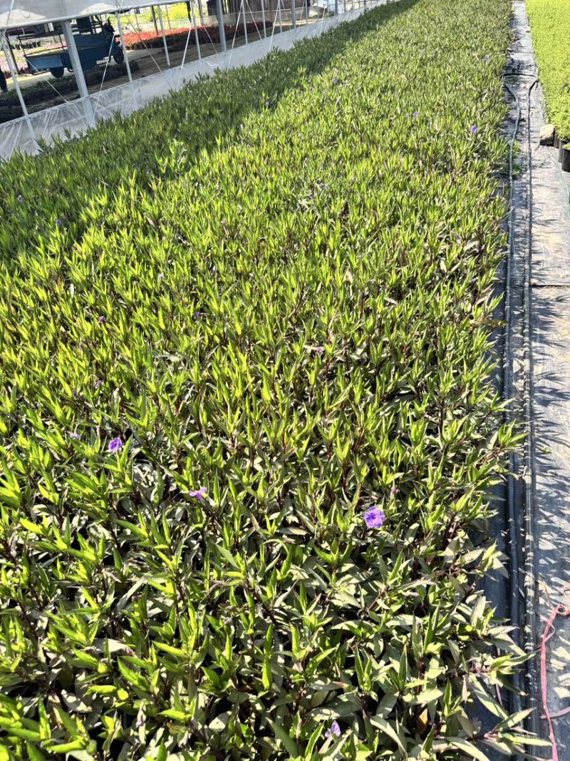 浙江嘉善2加仑翠芦莉露天种植品质保证