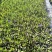 浙江嘉善2加仑翠芦莉露天种植品质保证