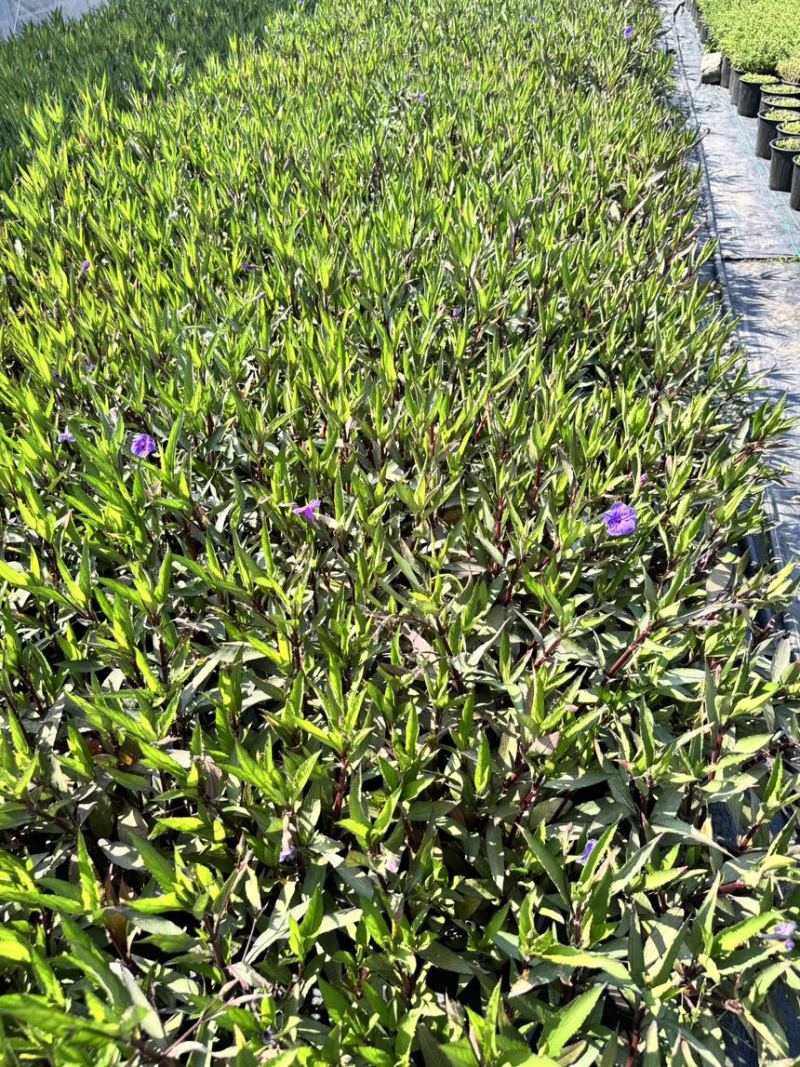 浙江嘉善2加仑翠芦莉露天种植品质保证