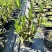 浙江嘉善2加仑翠芦莉露天种植品质保证