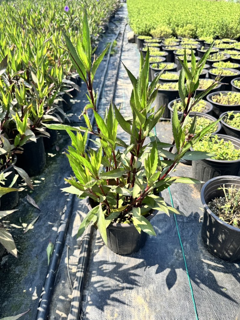 浙江嘉善2加仑翠芦莉露天种植品质保证