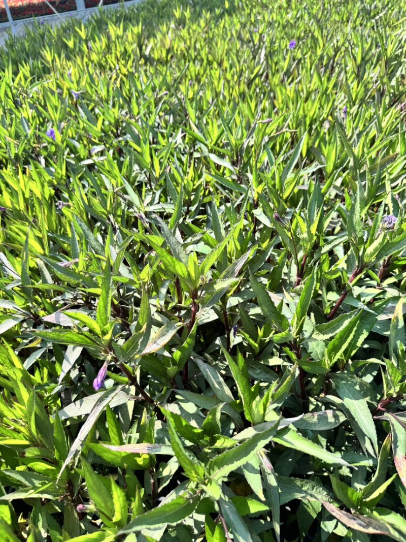 浙江嘉善2加仑翠芦莉露天种植品质保证