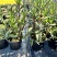 浙江嘉善2加仑翠芦莉露天种植品质保证