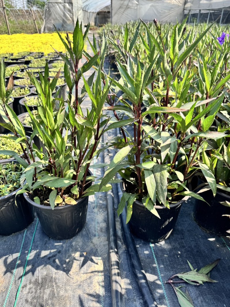 浙江嘉善2加仑翠芦莉露天种植品质保证