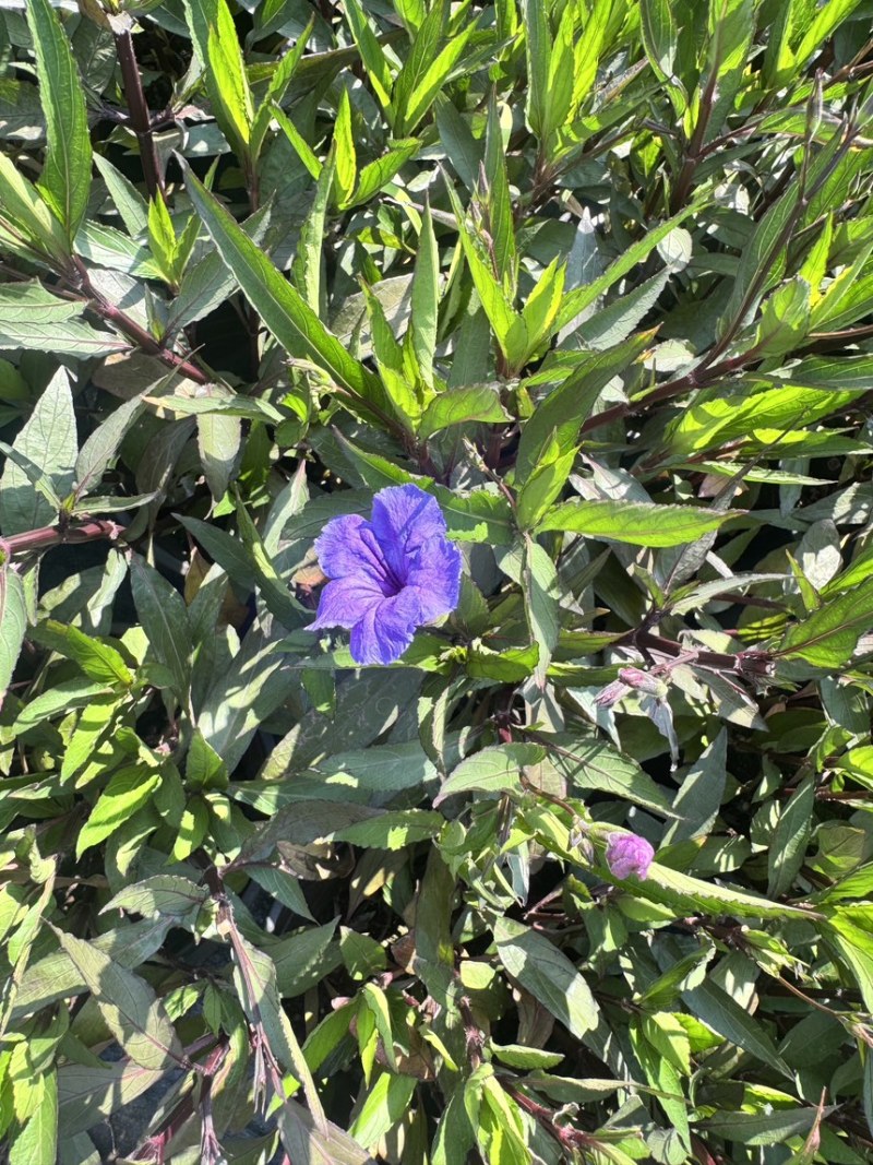 浙江嘉善2加仑翠芦莉露天种植品质保证