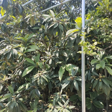 正宗东山白玉枇杷