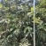 正宗东山白玉枇杷